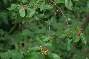 Frangula alnus Sporkehout bestellen